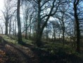 /album/my-local-birding-gallery/woodland-above-calder-farm-jpg/